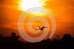 Swan flying at sunset in Danube Delta , Romania wildlife bird watching