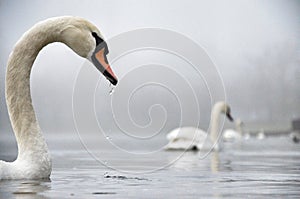 Swan in the fog