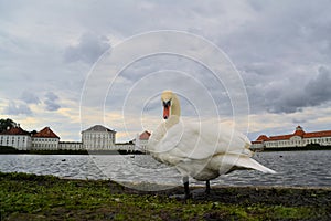 Swan in front of Schloss Nymphenburg palace