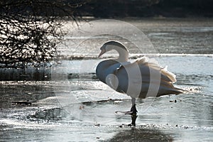 Swan on a frozen lake