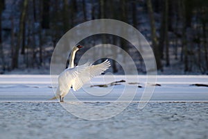 Swan on the Frozen Lake in Winter