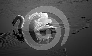 Swan in frozen water photo