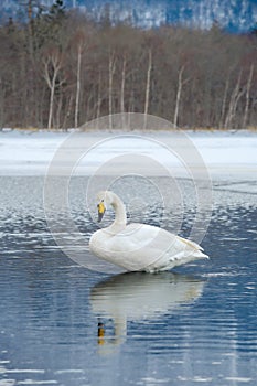 Swan on a frozen winter lake. Lake Kussharo in Hokkaido. photo