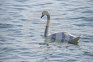 Swan in Garda lake