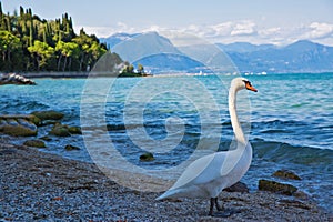 Swan on Garda lake, Sirmione, Italy. Beautiful view to the lake