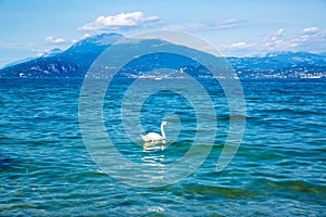 Swan on Garda lake, Sirmione, Italy. Beautiful view to the lake