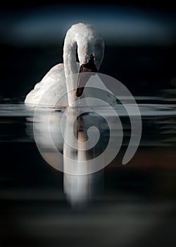 Swan Gazes at His Own Reflection