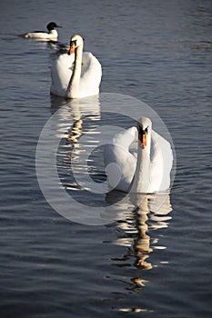 Swan on the Geneva`s Lake photo