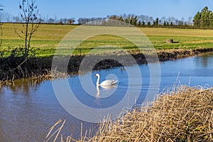 A swan glides serenely on the Grand Union canal at Debdale Whark, UK