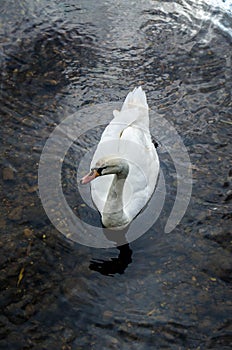 Swan Gliding