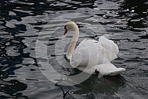 Swan Gliding in Lake Geneva