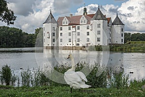 Swan at Gluecksburg Castle, Schleswig-Holstein, Germany