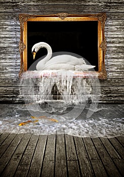 Swan in golden frame