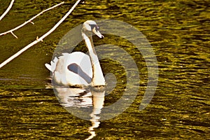 Swan on a golden pond