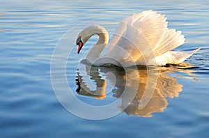 Swan with golden reflection photo