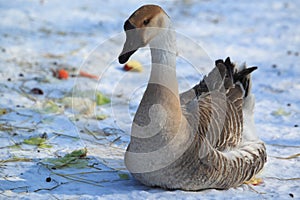 Swan goose