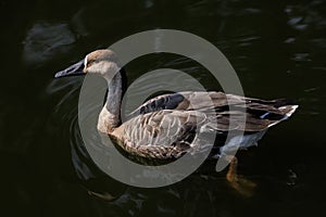 Swan Goose bird