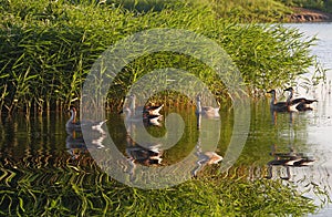 The swan goose can swim in the lake, the reflection is very beautiful.