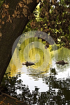 Swan, Green Lake, Natural, Sleeping swans in a green lake, photo