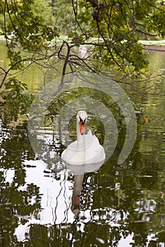 Swan, Green Lake, Natural, swan in a green lake, photo