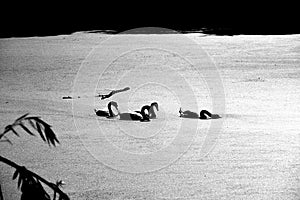 Swan group on a lake full of duckweed in black and white backlit