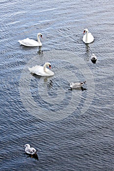 Swan with gulls on a river in Ireland