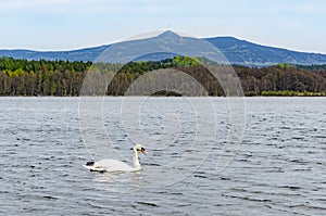 Swan on Hamer Lake Hamersky pond with view on mount Jested