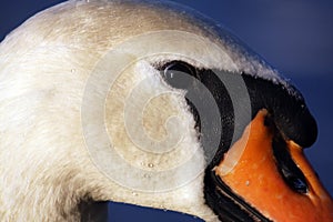 Swan head