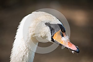 Swan head 2