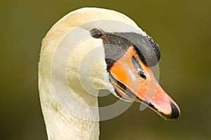Swan head close up