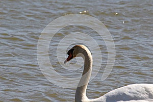 Swan (Head Emphasized)