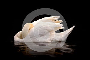 Swan With Head Tucked on Black Background