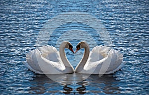 Swan heart photo