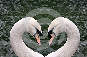 Swan heart