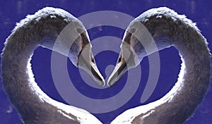 Swan heart