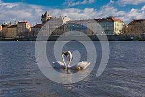 Swan heart in city landscape