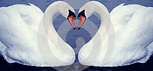 Cisne corazón 