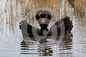 Cisne corazón 