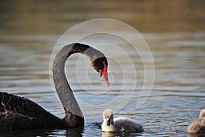 A swan and her babies