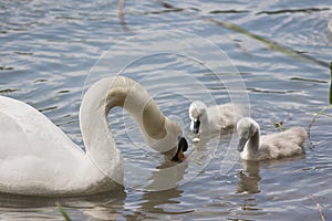 Swan with her chicks