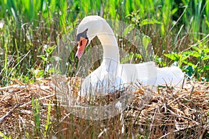 Cisne sobre su nido 