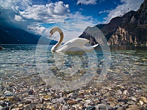 The swan and his lake photo