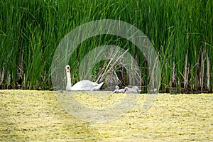 swan and his offspring go on an excursion on the lake