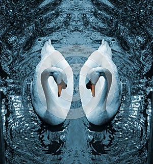 Cisne 