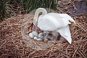 A Swan incubating its eggs in Spring 1