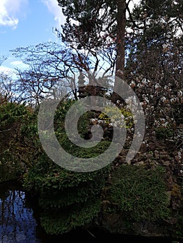 Swan at the Irish Stud National park photo