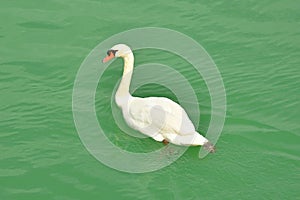 Swan in Italian Wetland