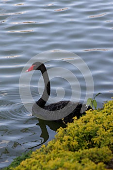 Swan at itororo dike in salvador