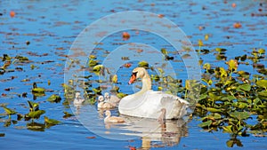Swan and its cygnets in blue water lake