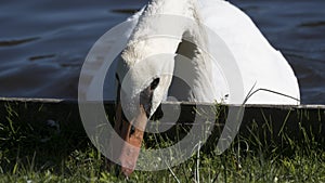 Swan Just Having a Nibble